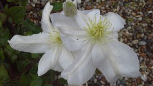 Clematis Marie Boisselot