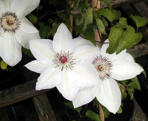 Clematis Miss Bateman  - image 1