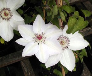 Clematis Miss Bateman