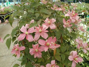 Clematis mon. Broughton Star