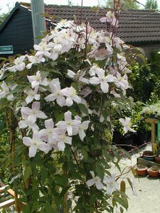 Clematis montana Elizabeth - image 2