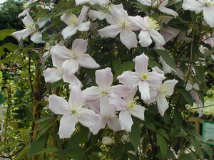 Clematis montana Elizabeth - image 1