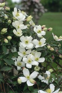 Clematis montana Grandiflora