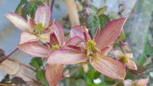 Clematis montana Marjorie - image 1