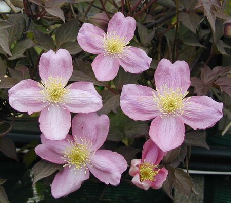 Clematis montana var. Rubens - image 2