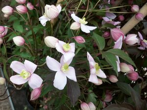 Clematis montana var. Rubens