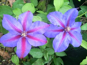 Clematis Mrs N. Thompson - image 1