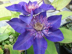 Clematis Multi Blue