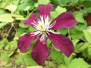 Clematis Niobe