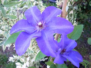 Clematis The President - image 1