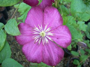 Clematis Ville de Lyon - image 1