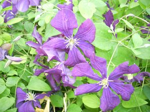 Clematis vit. Etoile Violette