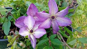 Clematis vit. Venosa Violacea
