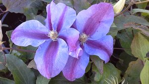 Clematis Vivienne Beth Currie