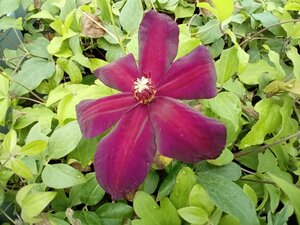Clematis Westerplatte