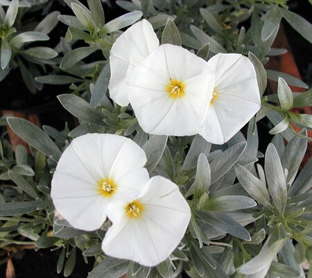 Convolvulus cneorum - image 1