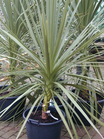 Cordyline Australis - image 1