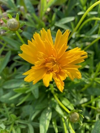 Coreopsis grand. Double The Sun