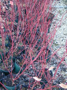 Cornus alba Elegantissima - image 1