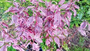 Cornus Alba Sibirica - image 3