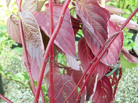 Cornus Alba Sibirica - image 1