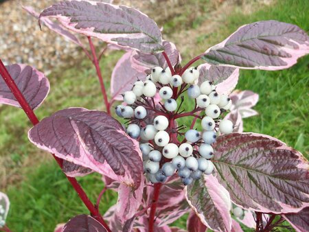 Cornus Sibirica Variegata - image 1