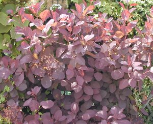 Cotinus coggygria Royal Purple - image 2