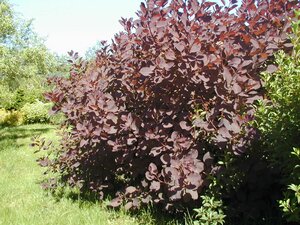 Cotinus coggygria Royal Purple - image 1