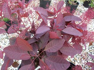 Cotinus dummer Grace - image 1