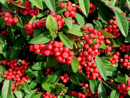 Cotoneaster Coral Beauty - image 1