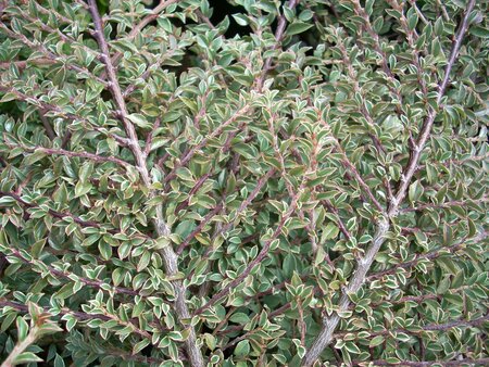 Cotoneaster hor. Variegatus - image 1