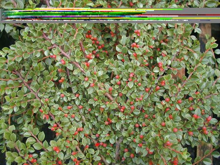 Cotoneaster Horizontalis - image 1