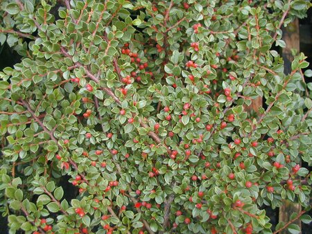 Cotoneaster Horizontalis - image 1