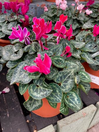 Cyclamen Planter Small - image 1