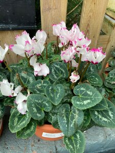 Cyclamen Planter Small - image 2