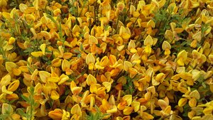 Cytisus Apricot gem