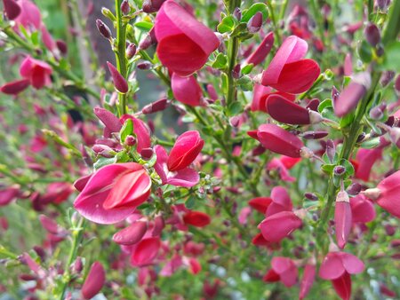 Cytisus Boskoop Ruby - image 1