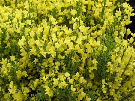 Cytisus x praecox Allgold - image 1