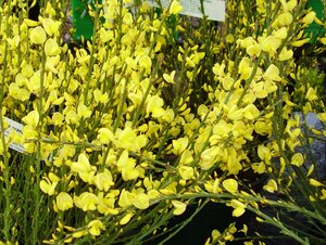 Cytisus x praecox Allgold - image 2