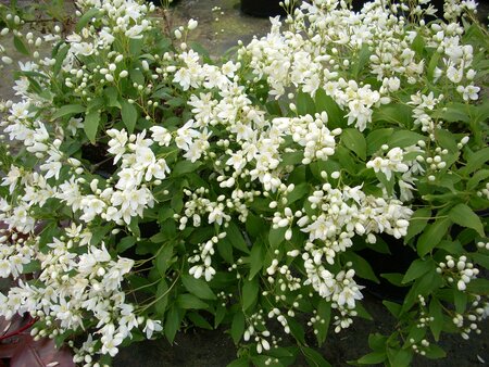 Deutzia var. nakaiana Nikko - image 1