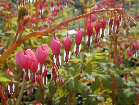 Dicentra Spectabilis - image 1