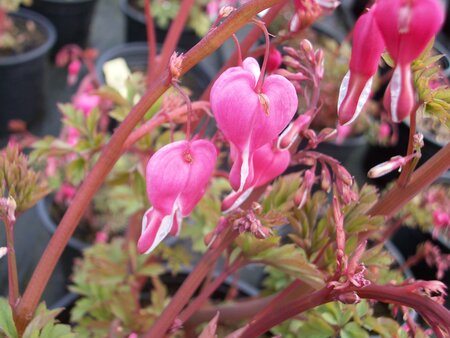 Dicentra Spectabilis - image 2