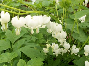 Dicentra spectabilis Alba - image 1