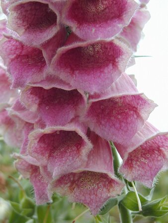 Digitalis mertonensis - image 1