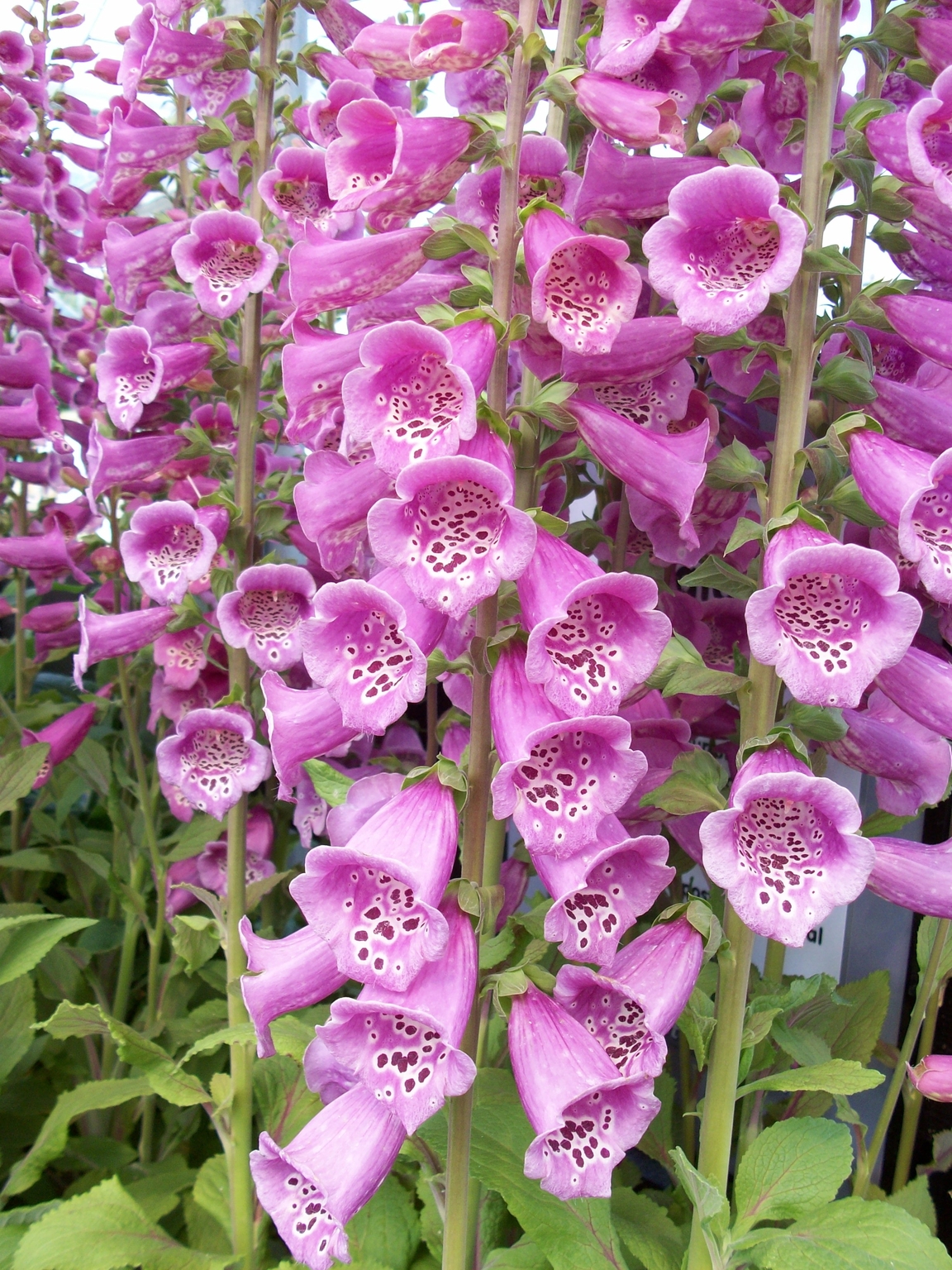 Digitalis purpurea Foxy Mixed - Thompsons Plants & Garden Centres