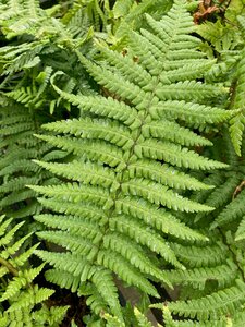 Dryopteris affinis