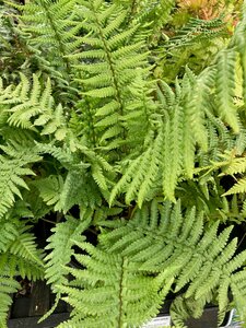 Dryopteris affinis - image 2