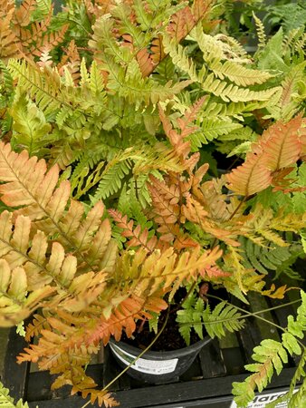 Dryopteris erythrosora - image 2