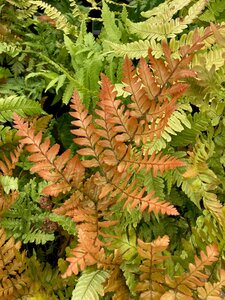 Dryopteris erythrosora