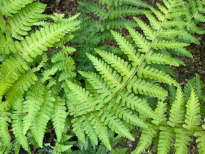 Dryopteris filix-mas